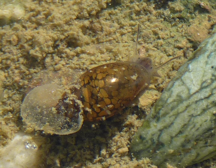 Gasteropode d''acqua dolce da identificare